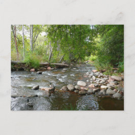 Postal Fotografía de la naturaleza del arroyo y los pavos