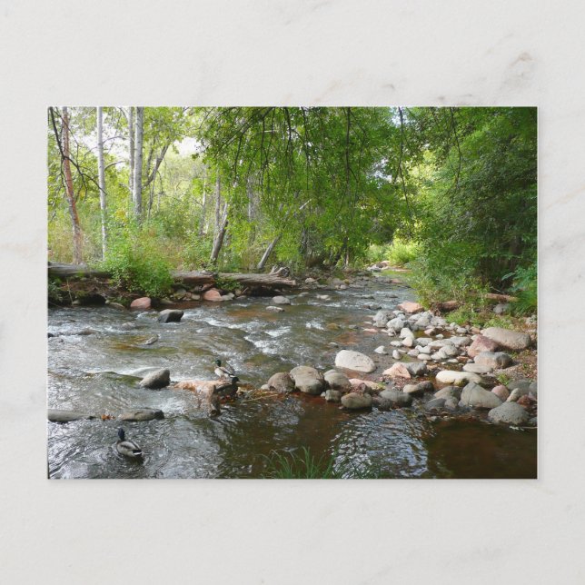 Postal Fotografía de la naturaleza del arroyo y los pavos (Anverso)