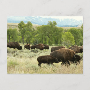 Postal Fotografía de la naturaleza del bisonte de Wyoming
