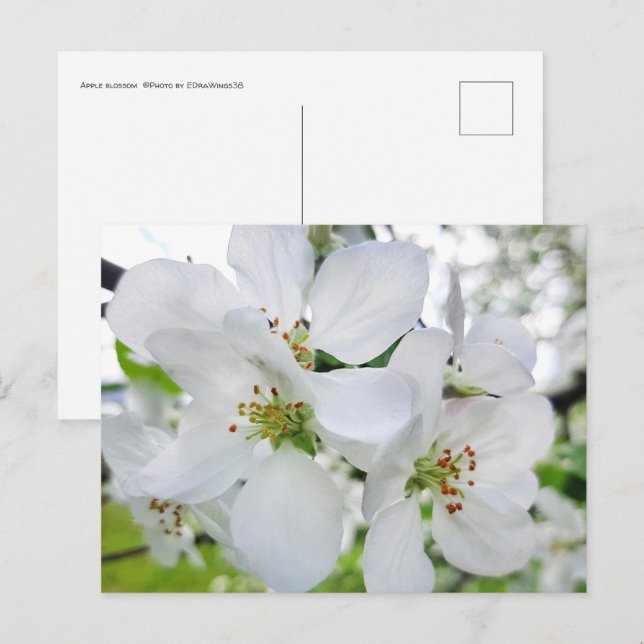 Postal Fotografía de la naturaleza del florecimiento de l (Anverso / Reverso)