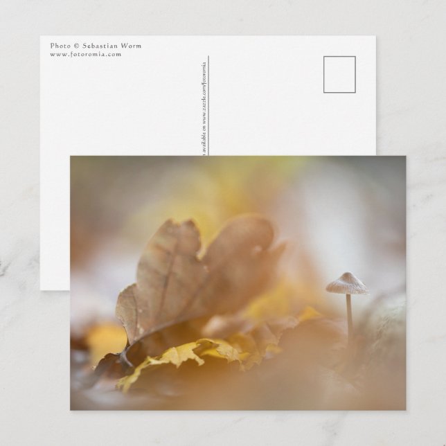 Postal Fotografía de la naturaleza del hongo pequeño (Anverso / Reverso)