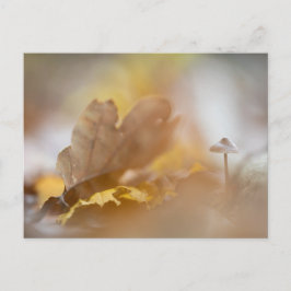 Postal Fotografía de la naturaleza del hongo pequeño