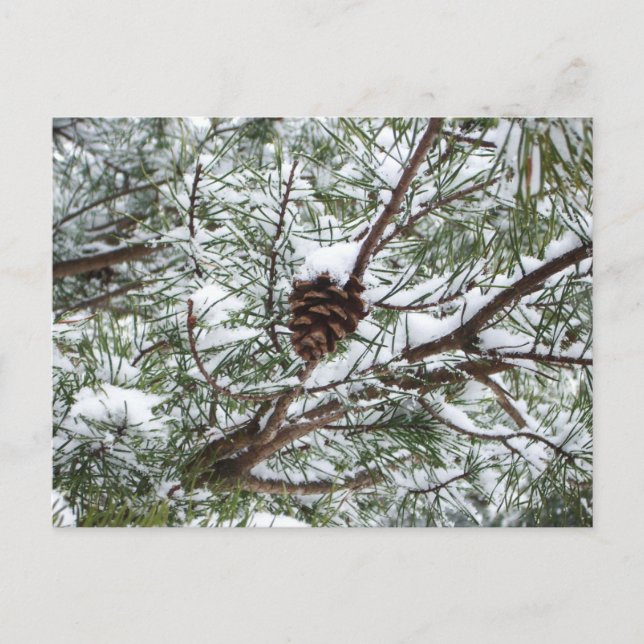 Postal Fotografía de la naturaleza del invierno de Snowy  (Anverso)