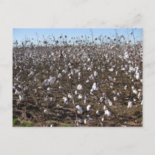 Postal Fotografía de la Naturaleza en Campos de Algodón d
