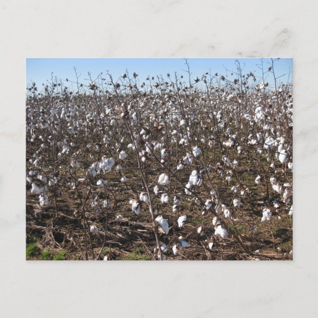 Postal Fotografía de la Naturaleza en Campos de Algodón d (Anverso)