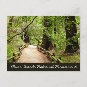 Postal Fotografía de la naturaleza en Muir Woods Path II