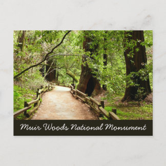 Postal Fotografía de la naturaleza en Muir Woods Path II