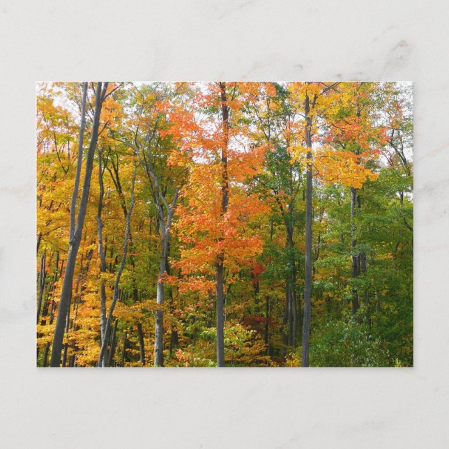 Postal Fotografía de la naturaleza otoñal en árboles de a (Anverso)