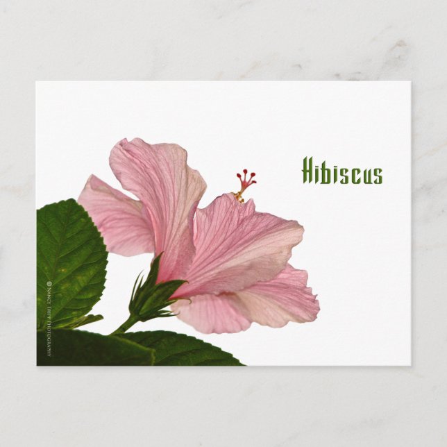 Postal Fotografía de la Naturaleza Rosa Hibiscus Closeup  (Anverso)