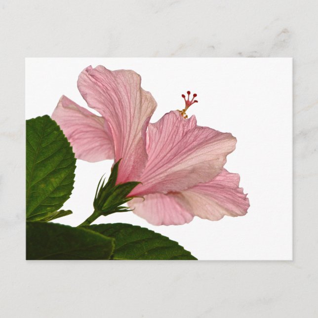 Postal Fotografía de la Naturaleza Rosa Hibiscus Closeup  (Anverso)