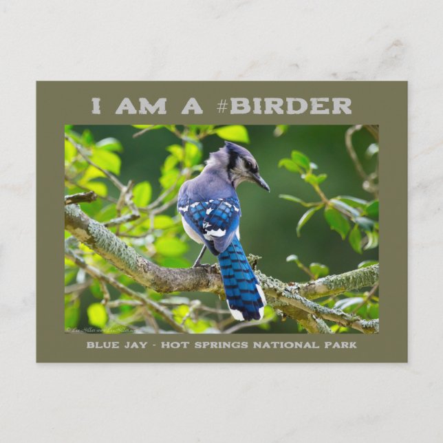 Postal Fotografía de la naturaleza Shy Blue Jay Birder Ca (Anverso)
