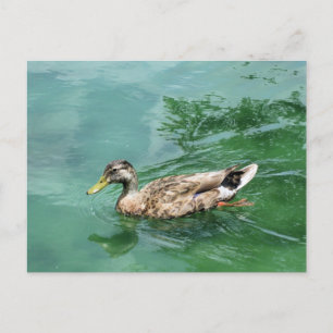 Postal Fotografía de la Naturaleza y Vida Silvestre de Pa