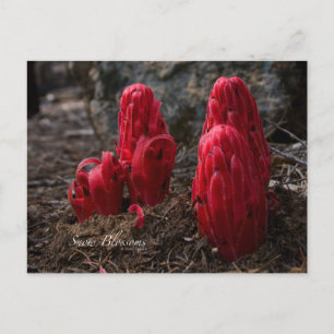 Postal Fotografía de la nieve en flor