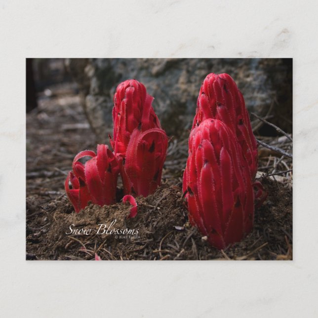 Postal Fotografía de la nieve en flor (Anverso)