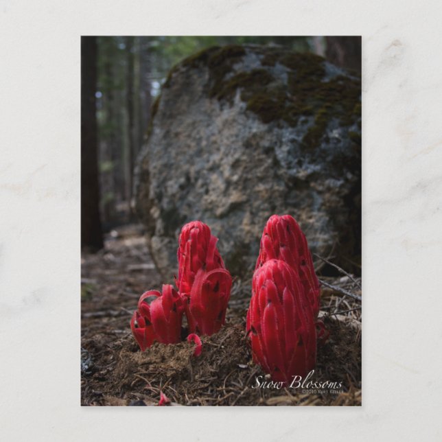 Postal Fotografía de la nieve en flor (Anverso)