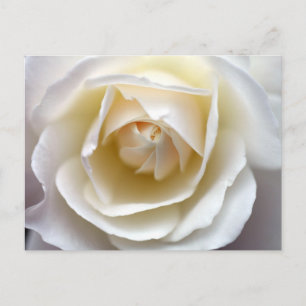 Postal Fotografía de la Rosa Blanca