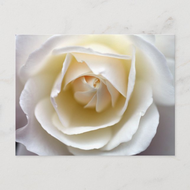 Postal Fotografía de la Rosa Blanca (Anverso)