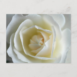 Postal Fotografía de la Rosa Blanca