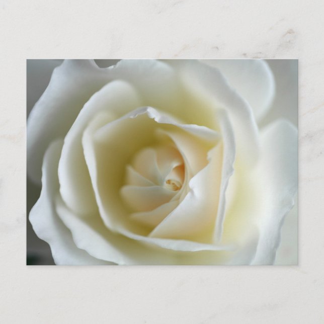 Postal Fotografía de la Rosa Blanca (Anverso)