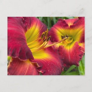 Postal Fotografía de las flores: Daylily "Dragon King"