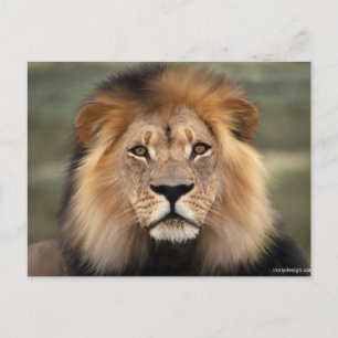Postal Fotografía de Leones