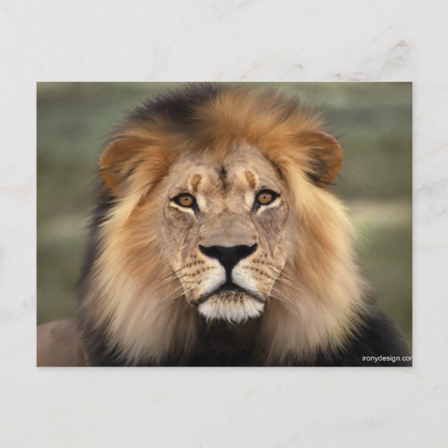 Postal Fotografía de Leones (Anverso)
