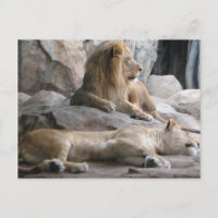 Fotografía de Leones Durmientes