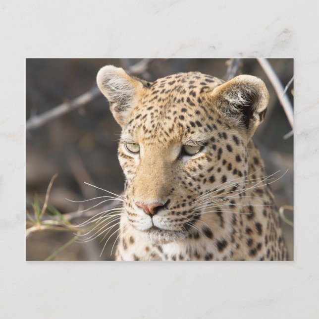 Postal Fotografía de Leopard (Anverso)