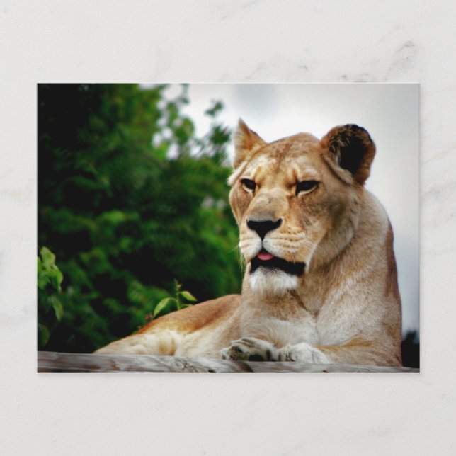 Postal Fotografía de Lioness (Anverso)