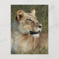Fotografía de Lioness Panthera Leo
