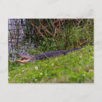 Fotografía de los humedales de Florida