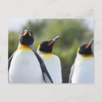Fotografía de los pingüinos del rey orgulloso