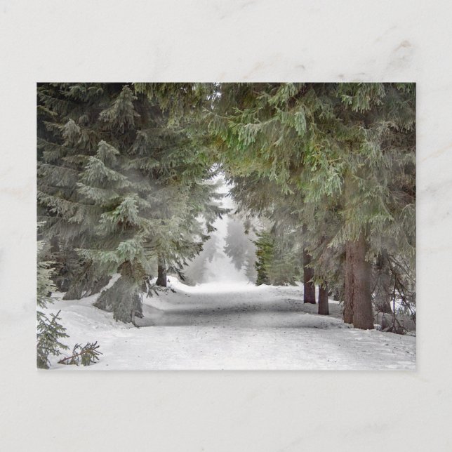 Postal Fotografía de los pinos de nieve de la carretera f (Anverso)