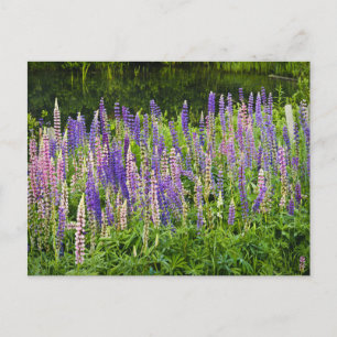 Postal Fotografía de Lupine Púrpura y Rosa