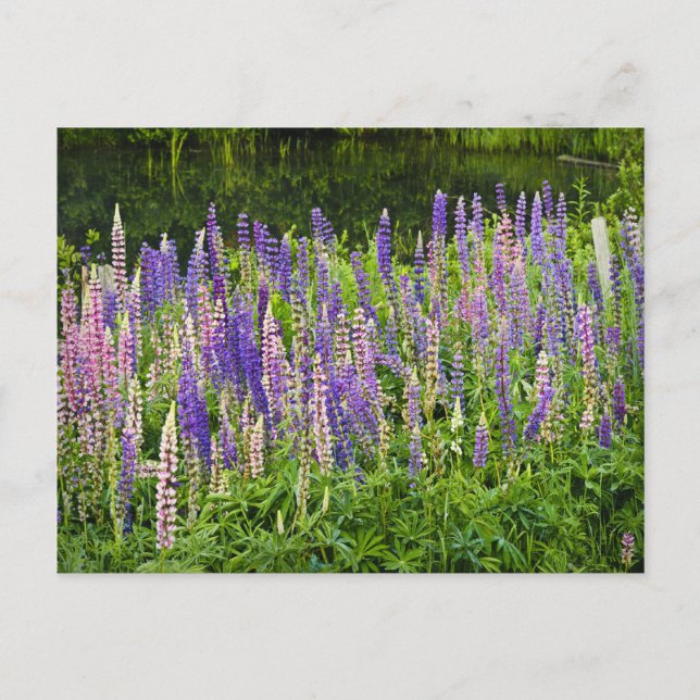 Postal Fotografía de Lupine Púrpura y Rosa (Anverso)
