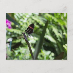Postal Fotografía de mariposa