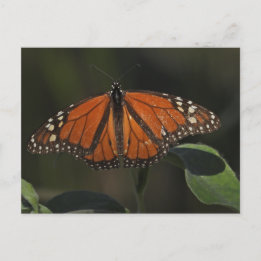 Postal Fotografía de mariposas naranjas en la naturaleza