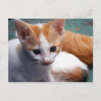 Postal Fotografía de naranja Kitten