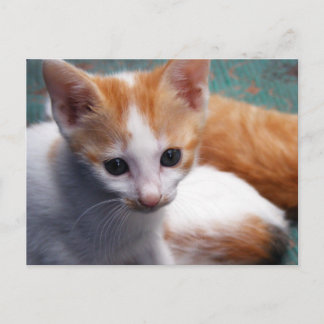 Postal Fotografía de naranja Kitten
