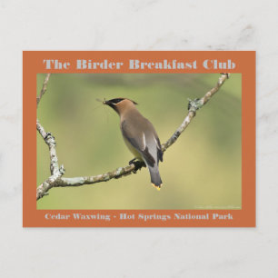 Postal Fotografía de Naturaleza Birder de Ampelis America