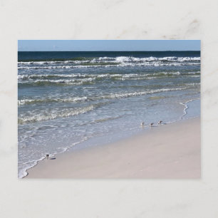 Postal Fotografía de Naturaleza de Aves en la Playa de Bi