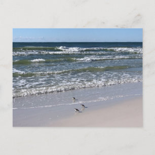 Postal Fotografía de Naturaleza de Aves en la Playa de Bi