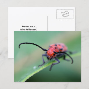 Postal Fotografía de naturaleza de escarabajo insecto roj