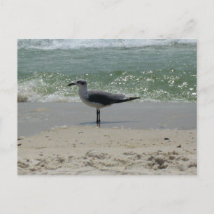 Postal Fotografía de Naturaleza de Gaviotas de la Costa d