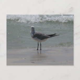 Postal Fotografía de Naturaleza de Gaviotas de la Costa d