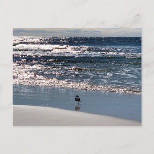 Postal Fotografía de Naturaleza de la Gaviota de Biloxi