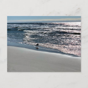 Postal Fotografía de Naturaleza de la Gaviota de Biloxi