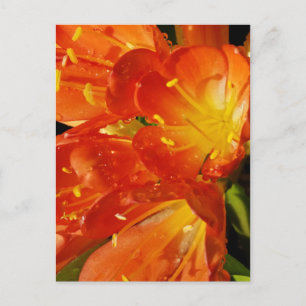 Postal Fotografía de Naturaleza de Primer Plano Floral Br