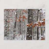 Fotografía de naturaleza invernal de robles cubier