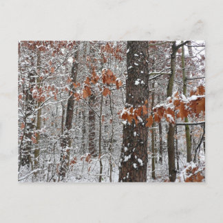 Postal Fotografía de naturaleza invernal de robles cubier